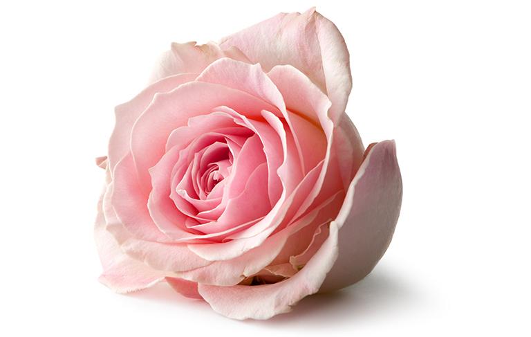 Jasno-różowa róża
