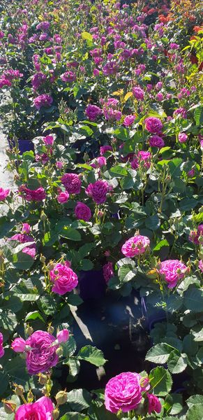 róże wielokwiatowe bukietowe